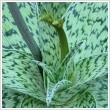 Aloe fajtk 11 cm-es cserpben