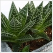 Aloe 'Tiki Tahi' 9 cm-es cserpben, ~10 cm magas
