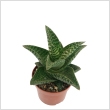Aloe 'Tiki Zilla' 12 cm- es cserpben