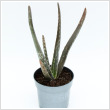 Aloe vera 11 cm-es cserpben