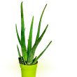 Aloe vera 12 cm-es cserpben
