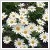 Argyranthemum frutescens - bokor, fehr virg 14 cm-es cserpben
