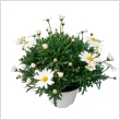 Argyranthemum frutescens - bokor, fehr virg 14 cm-es cserpben
