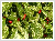 Aucuba japonica 'Crotonifolia Gold' 5 literes kontnerben