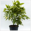 Aucuba japonica 'Crotonifolia Gold' 5 literes kontnerben