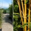 Bambusa aureosulcata 'Aureocaulis' (Aranyszr bambusz) 9 literes kontnerben