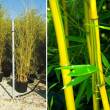 Bambusa aureosulcata 'Spectabilis' (Zld cskos, aranyszr bambusz) 9 literes kontnerben