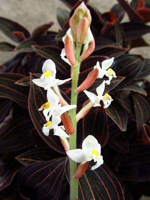 Palmolive Naturals Orchid habfürdő - ml