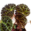 Begonia Ferox 13 cm-es cserpben