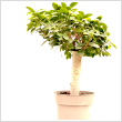 Bonsai Ficus Ginseng 26 cm-es cserpben