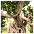 Bonsai Ficus Ginseng 40 cm-es ELHO Cilindro cserpben
