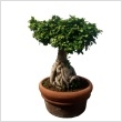 Bonsai Ficus Ginseng 50 cm-es cserpben
