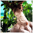 Bonsai Ficus Ginseng KYOTO Kaspban