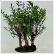 Bonsai Myrtus Erd 15 cm-es cserpben, ~25 cm magas