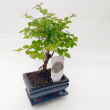 Bonsai Sageretia B alak, 10 cm-es bonsai tlban, altttel