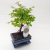 Bonsai Sageretia S alak, kvel 20 cm, 15 cm-es ovlis, bonsai tlban