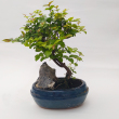 Bonsai Sageretia S alak, kvel 20 cm, 15 cm-es ovlis, bonsai tlban