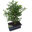 Bonsai Zantoxyllum S alak, 25 cm-es bonsai tlban, altttel