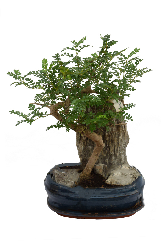 Borsfa bonsai