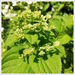 Bugs hortenzia 'Confetti', 'Grandiflora' (fehr)