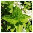Bugs hortenzia 'Confetti', 'Grandiflora' (fehr)