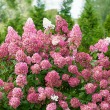 Bugs hortenzia 'Pink Diamond'