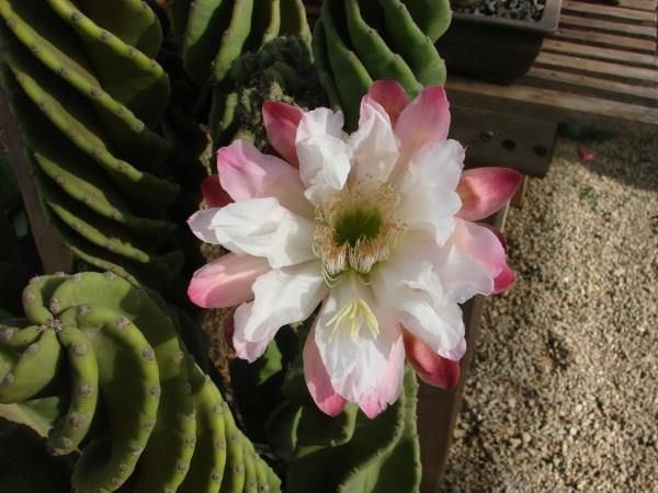 Cactus Cereus csavart