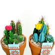 Cactus (dekor tl) 13 cm-es cserp
