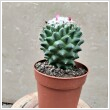 Cactus Mammillaria 6,5 cm-es cserpben