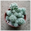 Cactus Mammillaria fajtk 7 cm-es cserpben