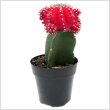 Cactus oltott 6 cm-es cserpben, piros/srga/rzsaszn sznekben