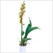 Cambria orchidea mix 12 cm-es cserpben