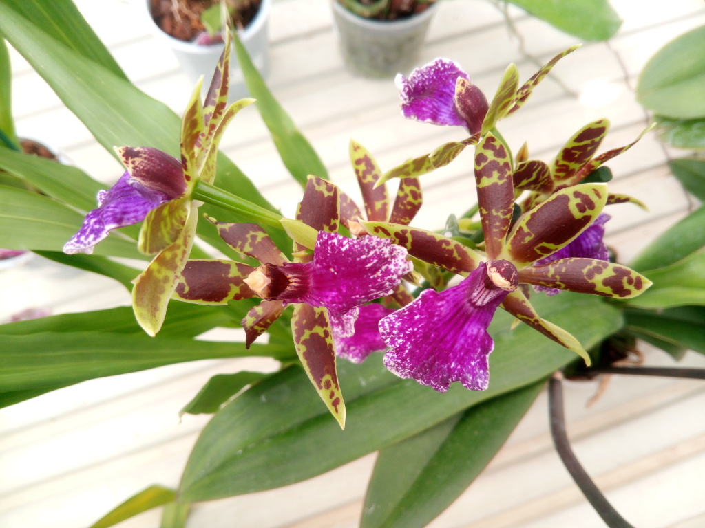 Cambria orchidea mix