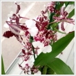 Cambria orchidea mix