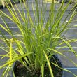 Carex elata ‘Aurea’ - Zsombkss 14 cm-es cserpben