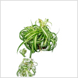 Chlorophytum comosum 'Bonnie' 12 cm- es cserpben