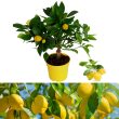 Citrus Lemon - Term citrom (TRZSES) 15 cm-es cserpben