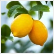 Citrus lemon ~110 cm magas, 40cm-es cserpben