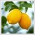Citrus lemon 20 cm-es cserpben