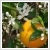 Citrus sinensis (narancs) -TRZSES 150 cm magas, 35 literes cserpben