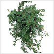 Cotoneaster procumbens 'Queen os Carpet' 2L-es kontnerben