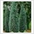 Cupressus arizonica 'Fastigiata' - OSZLOPOS arizniai ciprus 10 literes kontnerben, ~125/150 cm magas