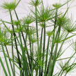 Cyperus haspan - Trpe papiruszss (viziplma) 12 cm-es cserpben, ~50 cm magas