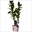 Dendrobium nobile 12 cm-es cserpben, 2 gas