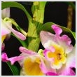 Dendrobium orchidea (Vesszsorchidea)