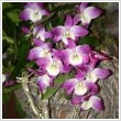 Dendrobium orchidea (Vesszsorchidea)