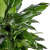 Dracaena fragrans 'Janet Lind' 17 cm-es cserpben, ~70 cm magas