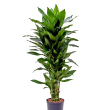 Dracaena fragrans 'Janet Lind' 17 cm-es cserpben, ~70 cm magas