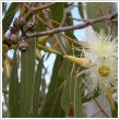 Eukaliptusz (Havasi eukaliptusz)
