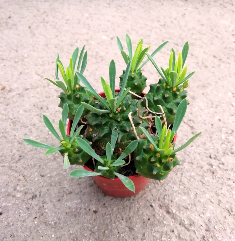 Euphorbia Bupleurifolia x Susanne hibrid
